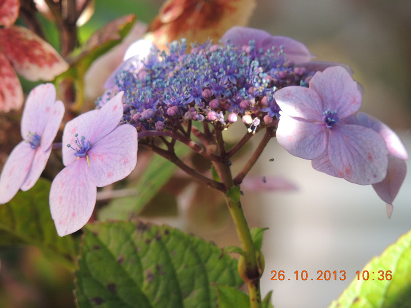 flower 1206_.jpg
