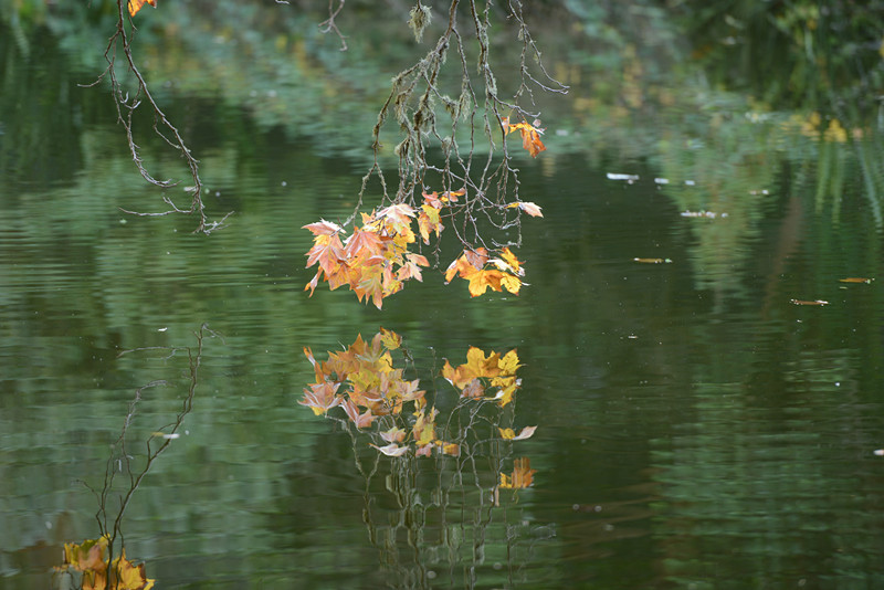 Golden gate park 836_.jpg