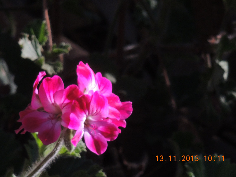 flower #2 224_.jpg