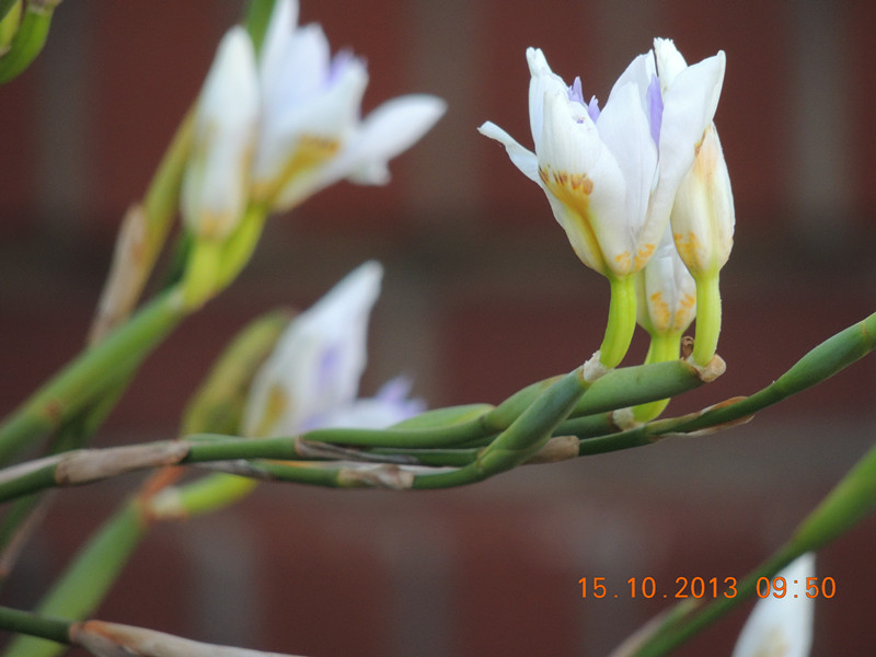 flower 1152_.jpg