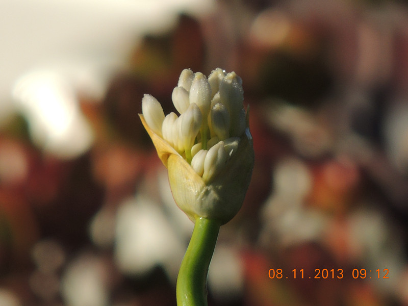 flower #2 019_.jpg