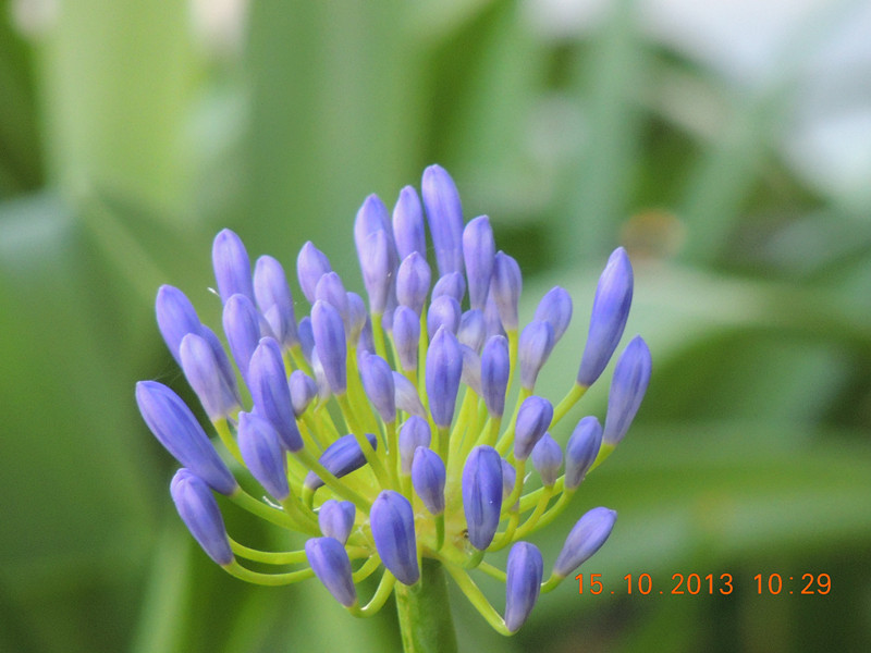 flower 1163_.jpg