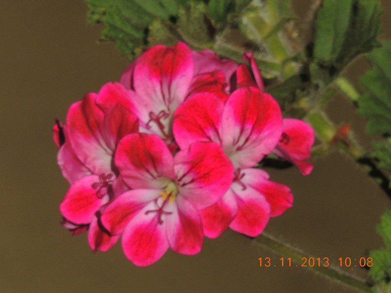 flower #2 217_.jpg