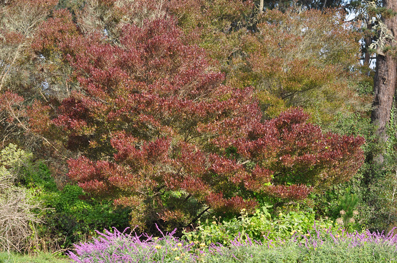 Golden gate park 110_.jpg