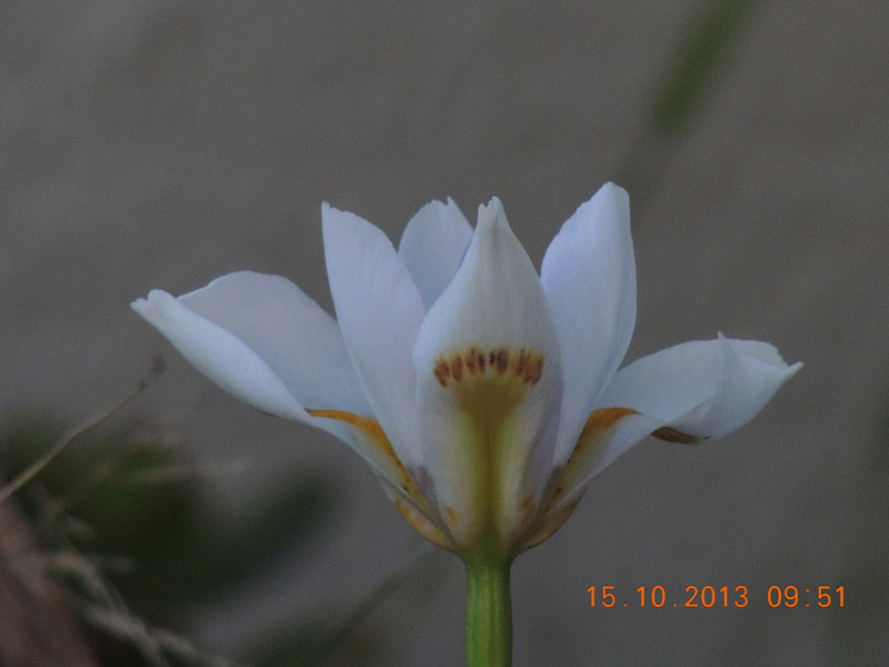 flower 1158_.jpg