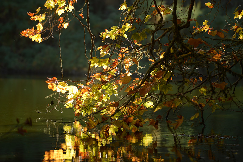 Golden gate park 421_.jpg