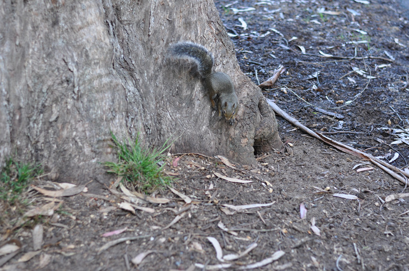 Golden gate park 119_.jpg