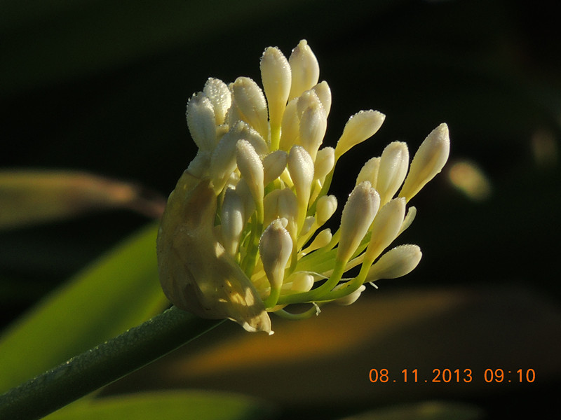 flower #2 011_.jpg