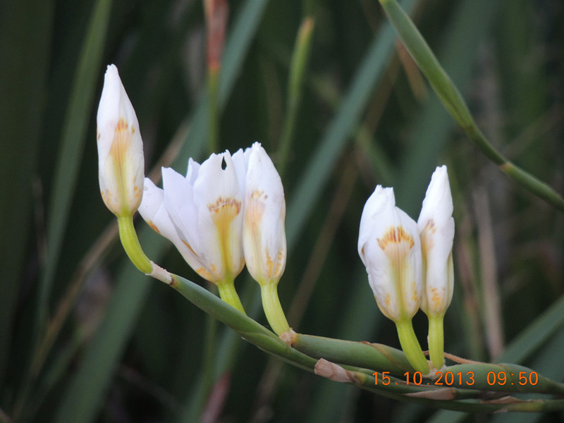 flower 1154_.jpg