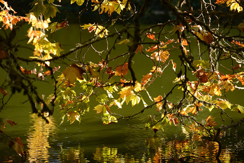 Golden gate park 435_.jpg