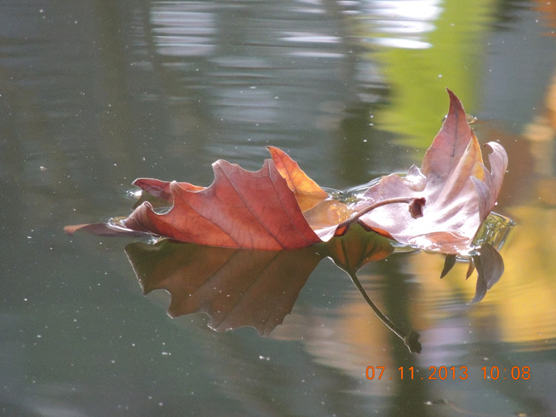 Golden gate park 892_.jpg