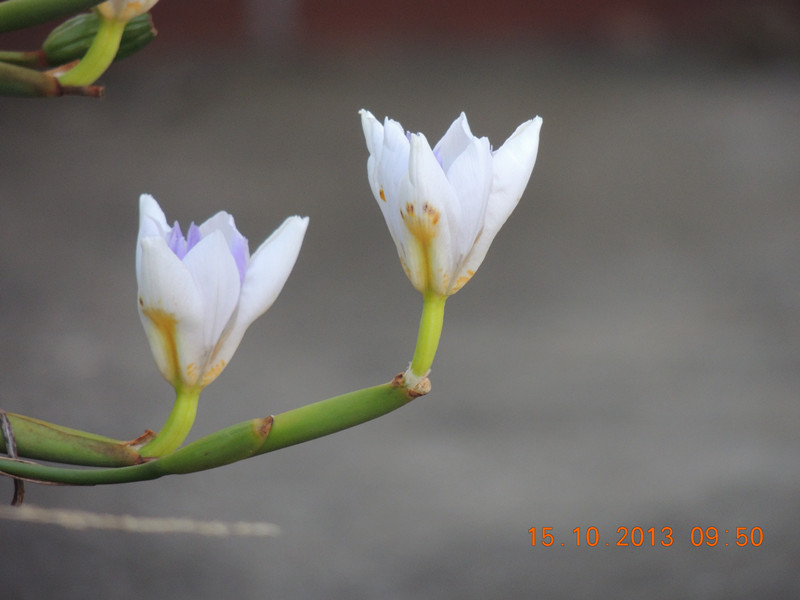 flower 1151_.jpg
