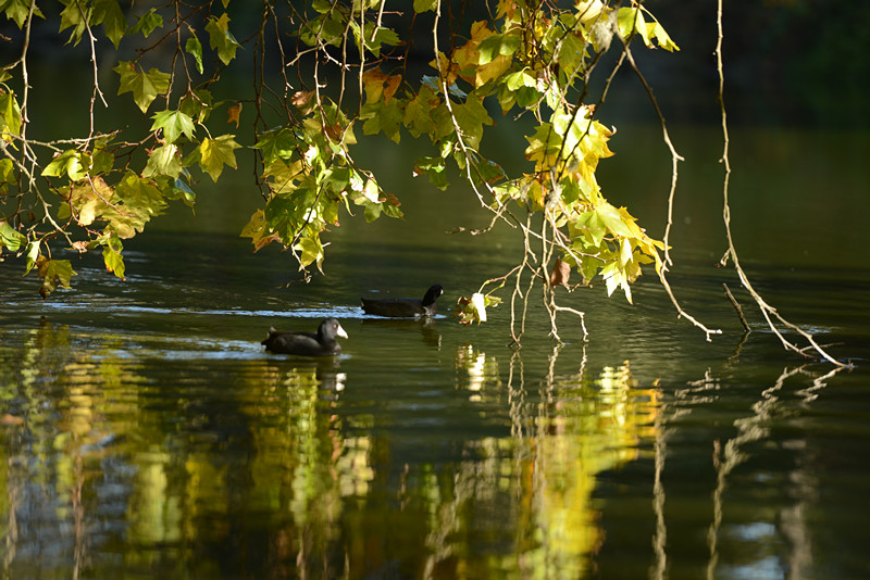 Golden gate park 466_.jpg