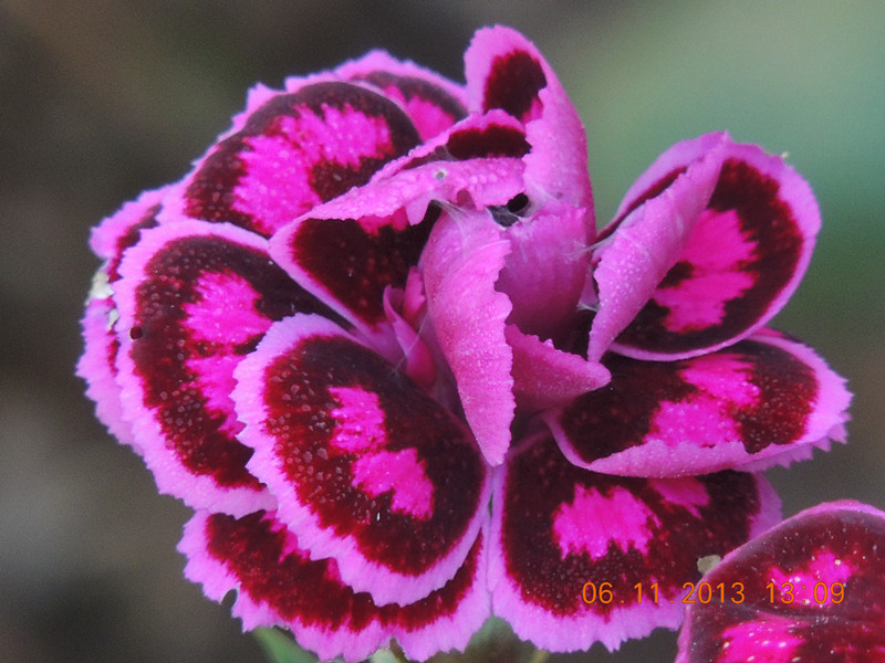 flower 013_.jpg