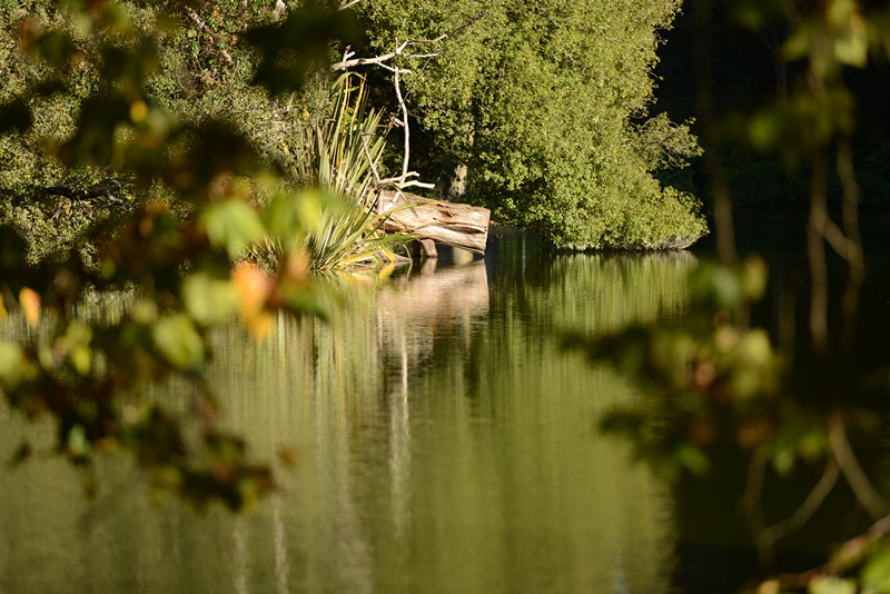 Golden gate park 479_.jpg