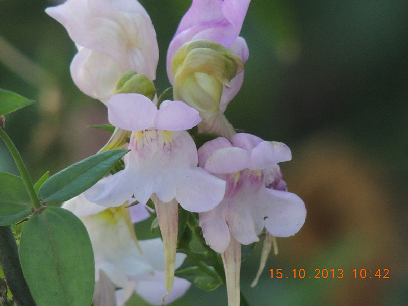 flower 1165_.jpg