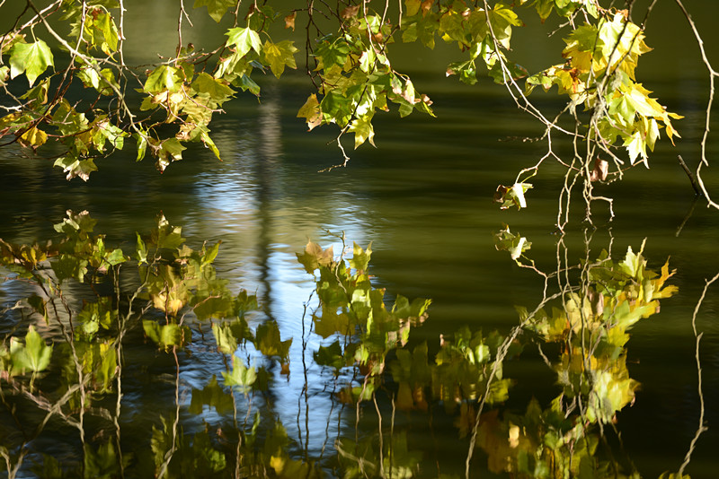 Golden gate park 481_.jpg