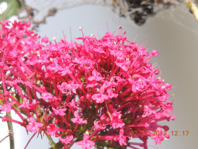 flower 036_.jpg