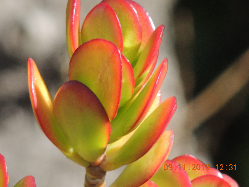 flower #2 102_.jpg