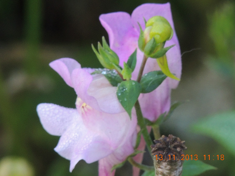 flower #2 321_.jpg