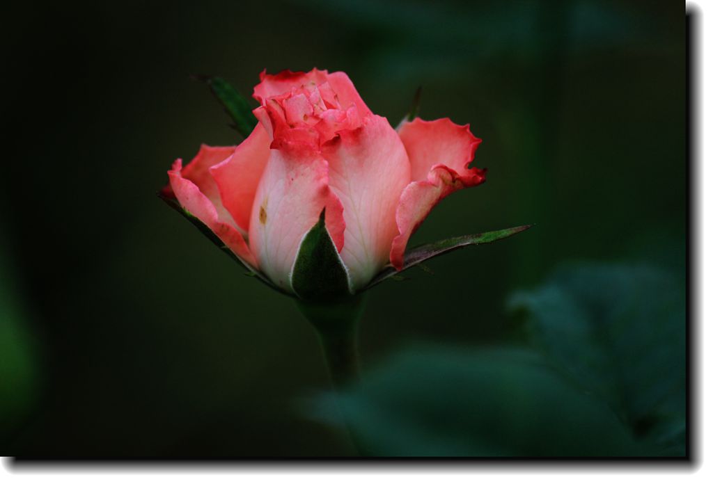 IMG_3499_.jpg