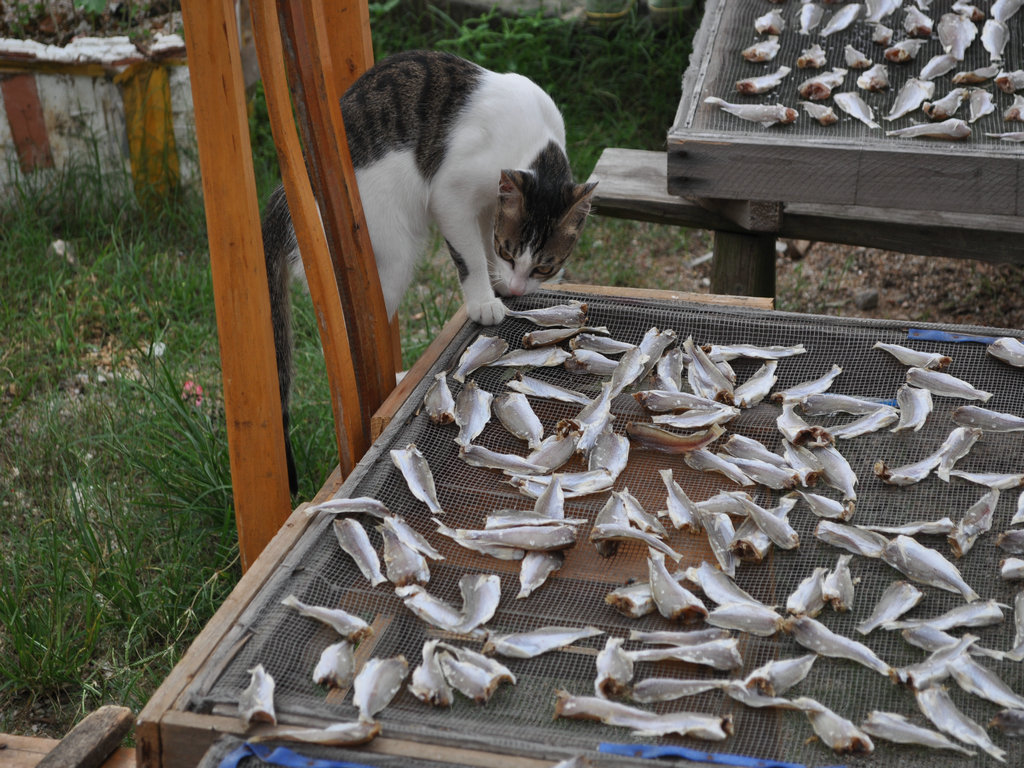 DSC_8938.JPG