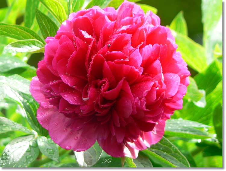 flowers 01-11-13 461.jpg