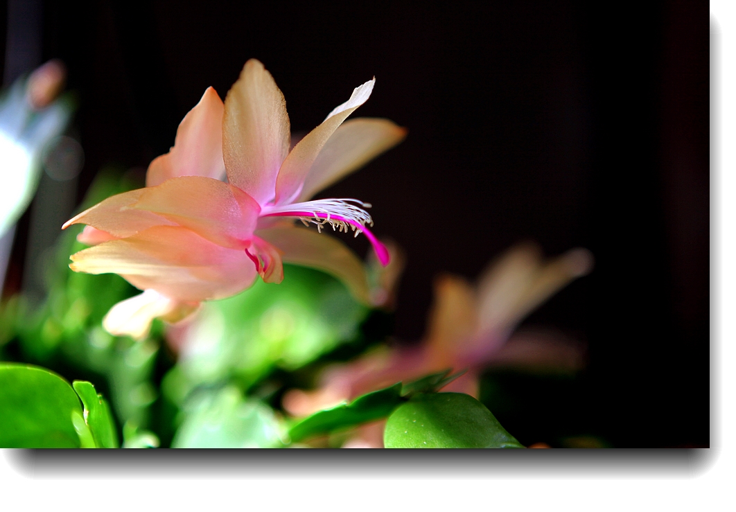 IMG_9939a.jpg