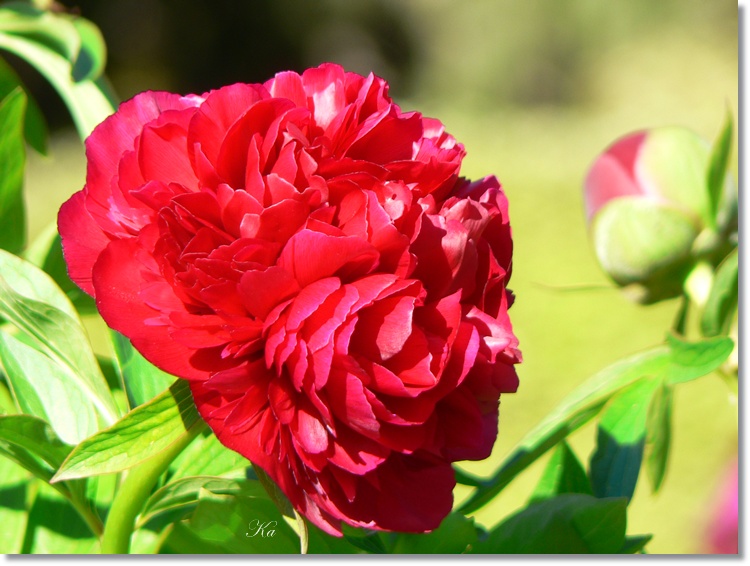 flowers 01-11-13 049.jpg