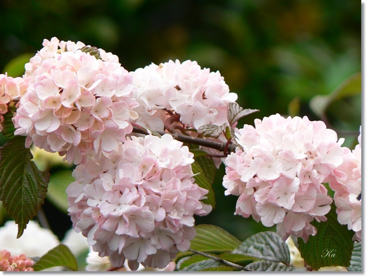 flowers 01-11-13 289.jpg