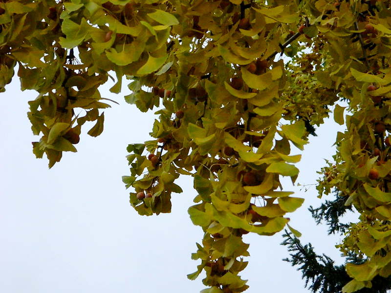 DSCN4055.JPG