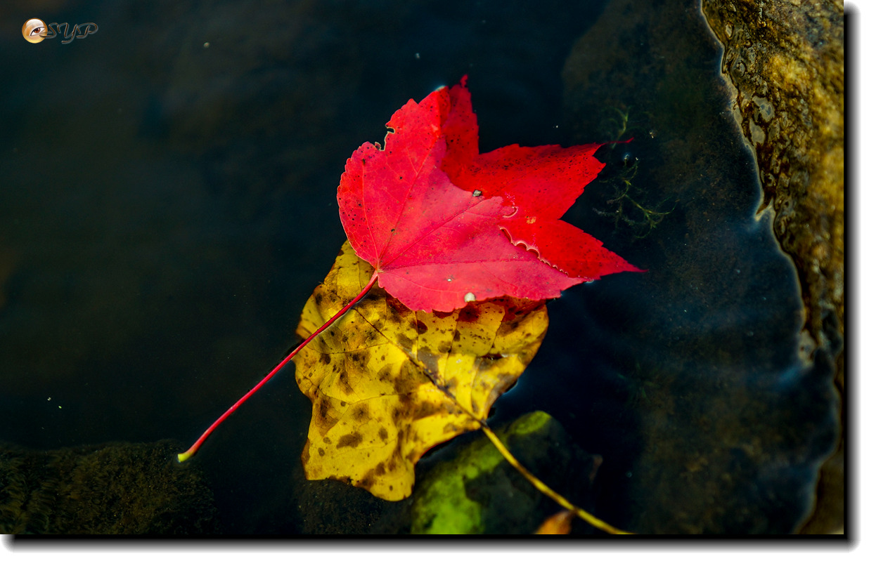 DSC09173_.jpg