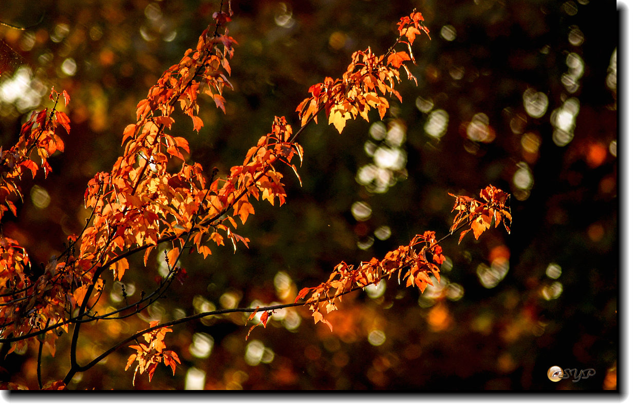DSC08934_.jpg