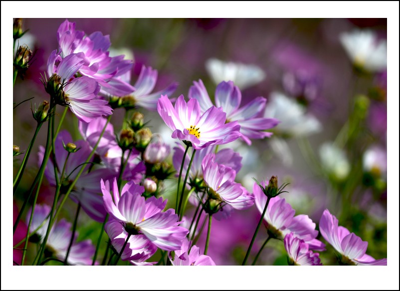 DSC_9519_conew1.jpg