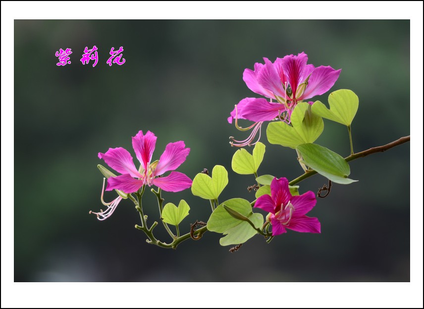 DSC_0611_conew1.jpg