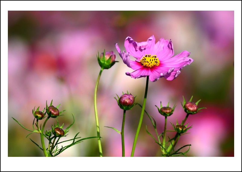 DSC_9588_conew1.jpg