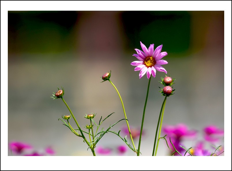DSC_9489_conew1.jpg