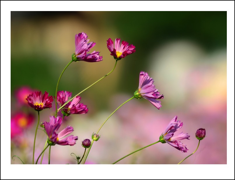 DSC_9612_conew1.jpg