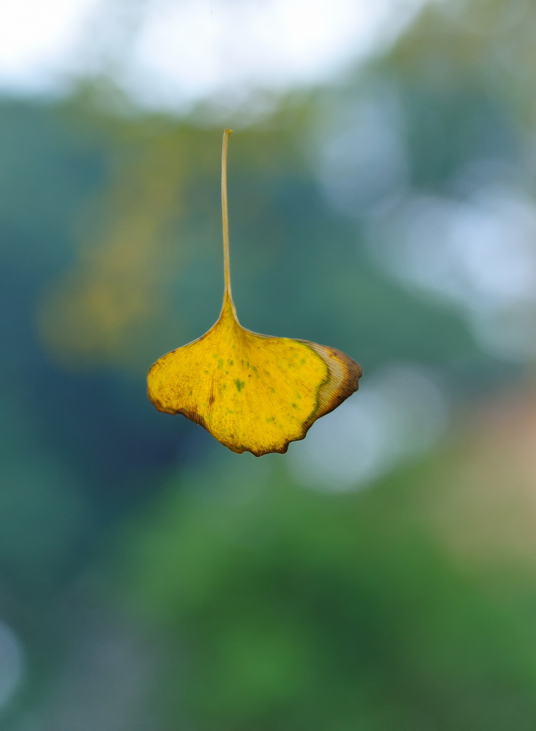 DSC_9511.jpg