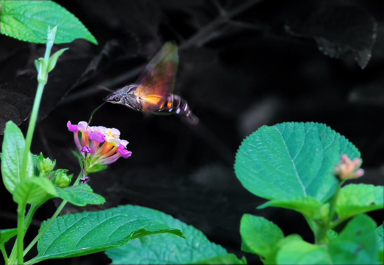DSC_9178a.jpg