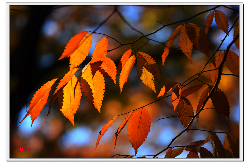 DSC_3441.jpg
