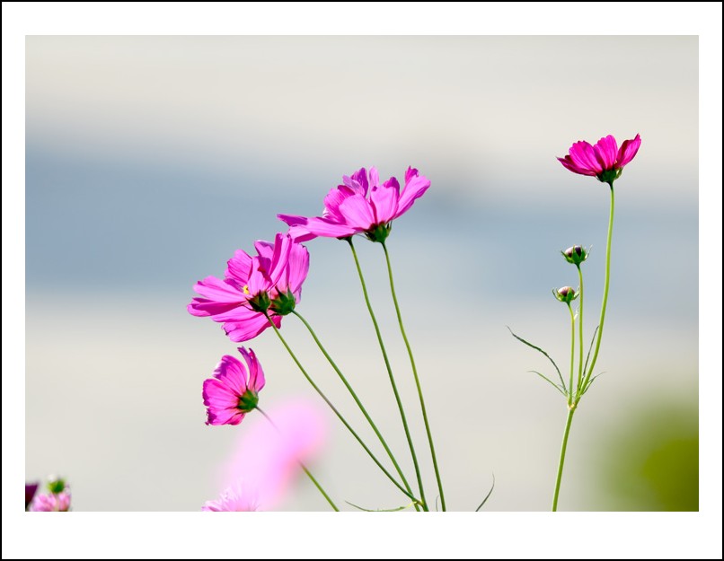 DSC_9553_conew1.jpg
