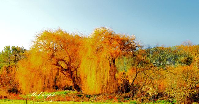 DSC_4416_����.jpg