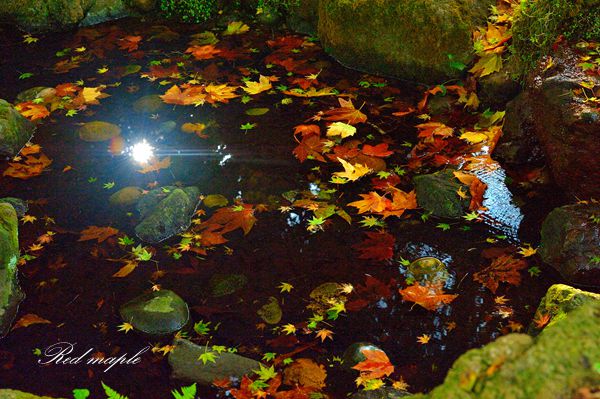 DSC_2962_����.jpg