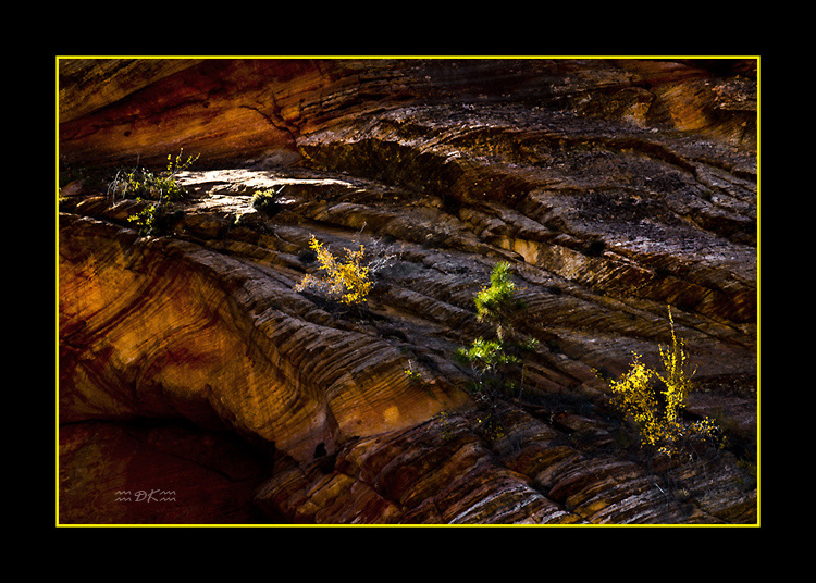 DSC_4325C1.jpg