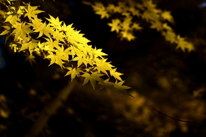 _DSC0284_01.JPG