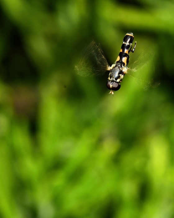 _DSC6788_01.JPG