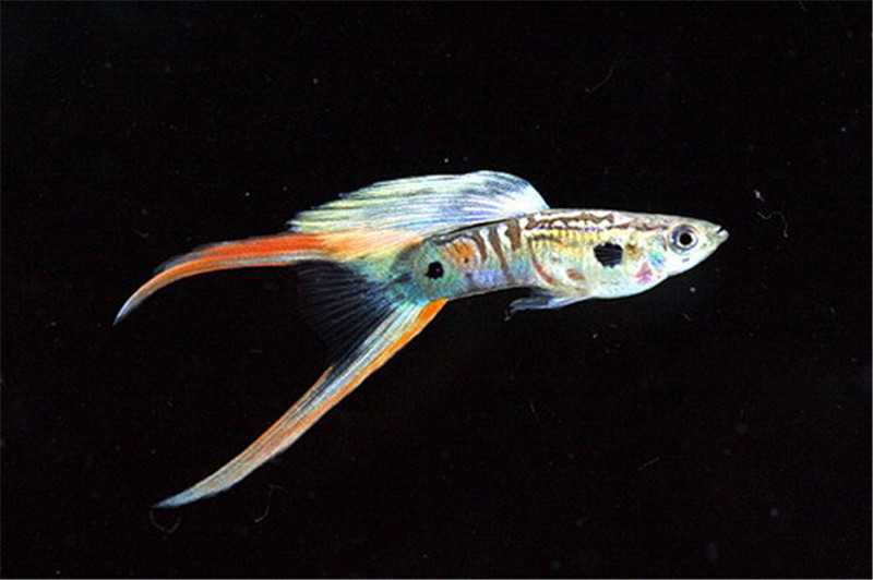 0 (20).jpg