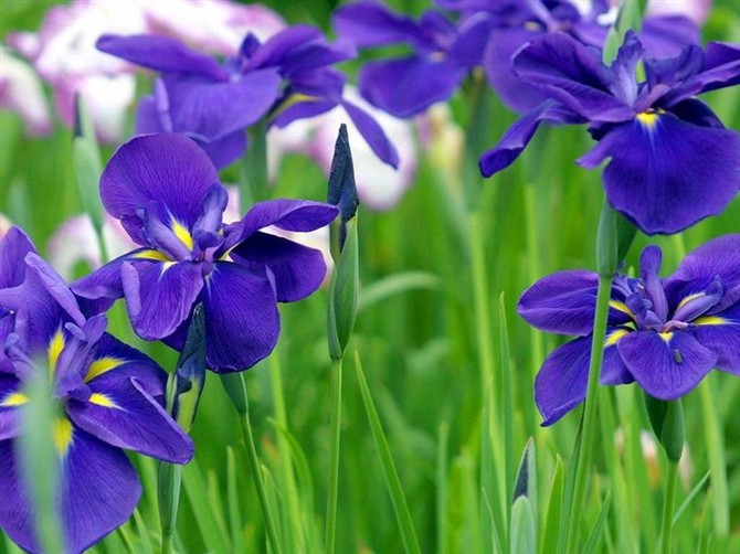 IMG-0482.jpg
