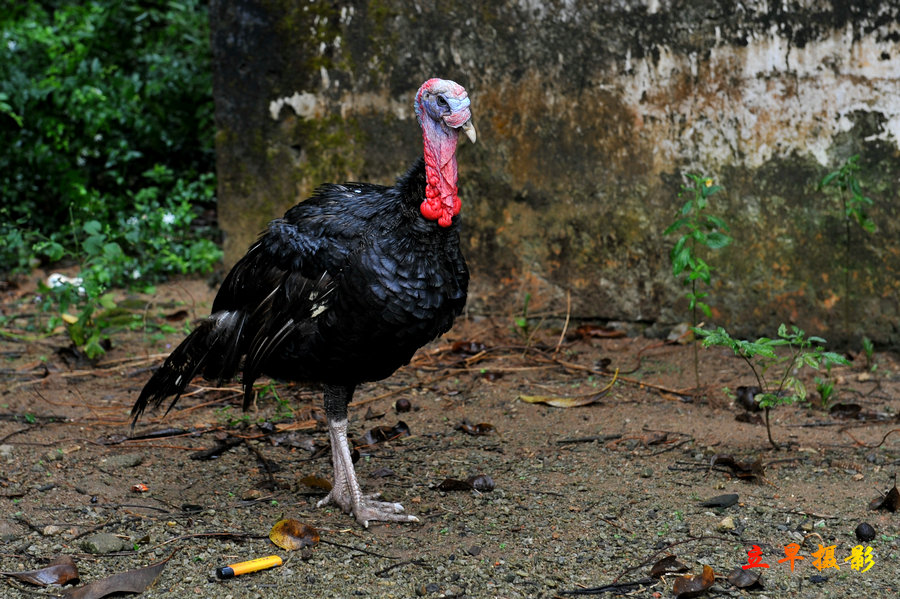 DSC_0429.jpg